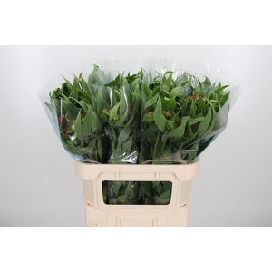 Alstroemeria Rome 100 Gram