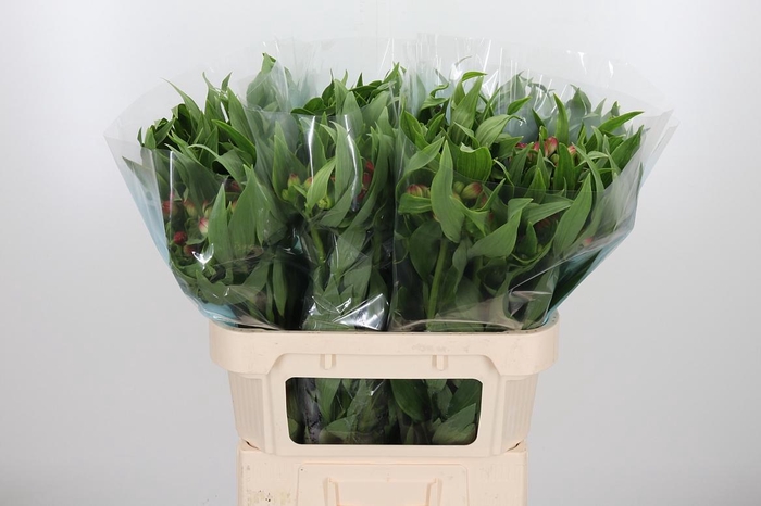 <h4>Alstroemeria Rome 100 Gram</h4>