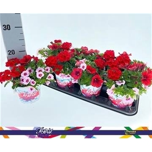 PERKPL GEM IN POT