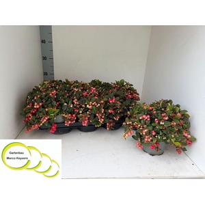Gaultheria procumbens