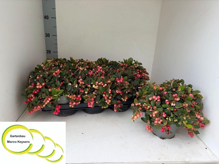<h4>Gaultheria procumbens</h4>
