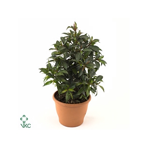 Eugenia myrtifolia