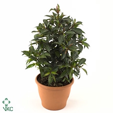 <h4>Eugenia myrtifolia</h4>
