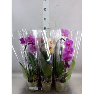 Phalaenopsis  'Elegant Cascade'