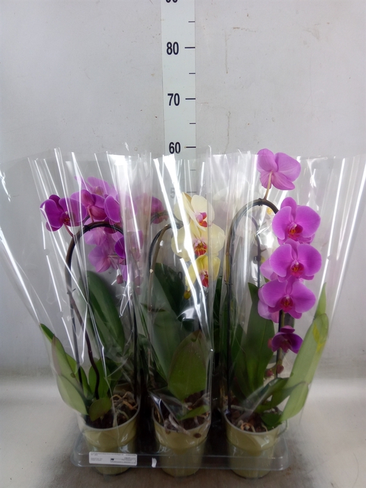 <h4>Phalaenopsis  'Elegant Cascade'</h4>