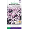 Sambucus Black Lace