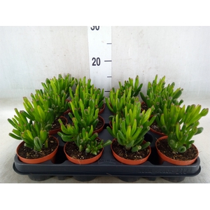 Crassula ovata 'Horn Tree'