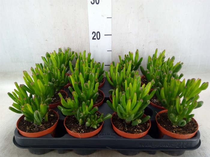 <h4>Crassula ovata 'Horn Tree'</h4>