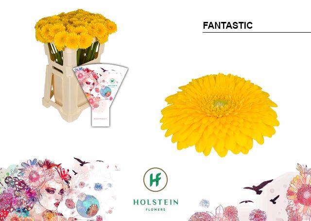 <h4>GE BV POM FANTASTIC</h4>