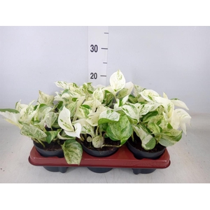 Epipremnum pinn. 'Happy Leaf'