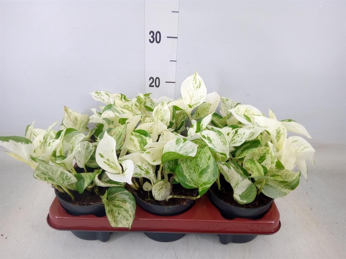 <h4>Epipremnum pinn. 'Happy Leaf'</h4>