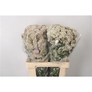 Ozoth Cook Tall White Per Bunch