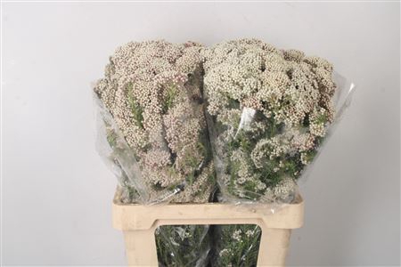 <h4>Ozoth Cook Tall White Per Bunch</h4>