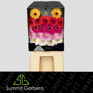 Germini Mix Diamond