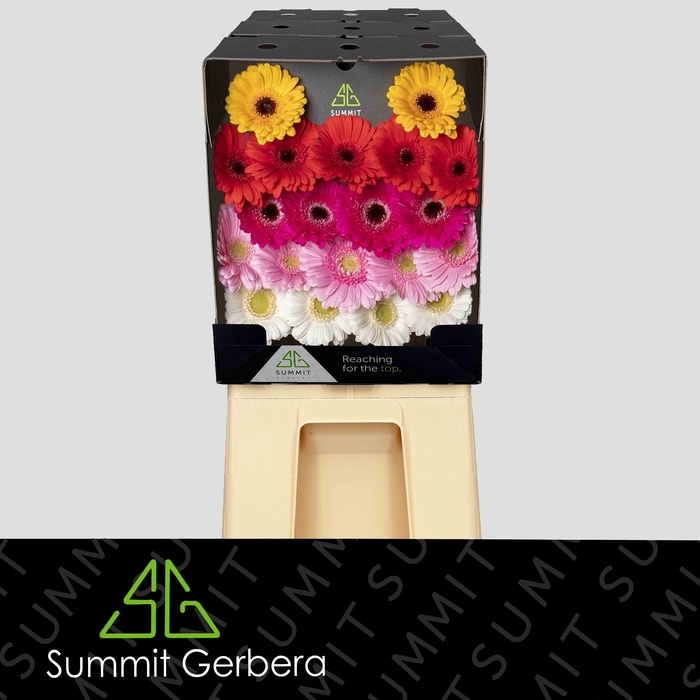 <h4>Germini Mix Diamond</h4>