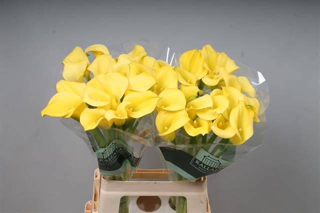 <h4>ZANT GOLDCUP</h4>