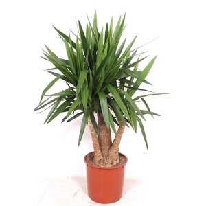 Yucca elephantipes other