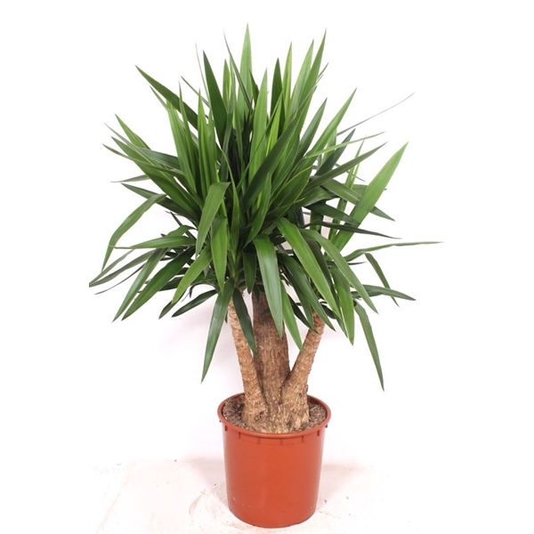 <h4>Yucca elephantipes other</h4>