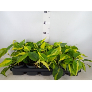 Philodendron scand. 'Brasil'