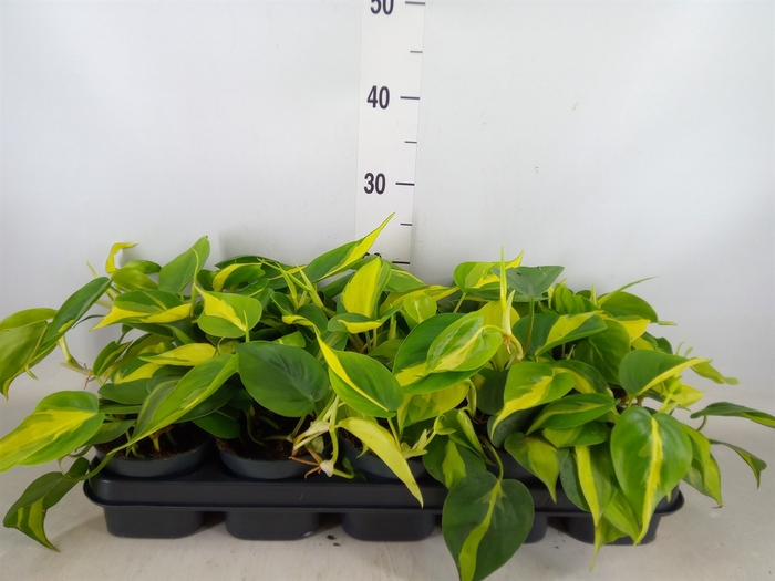 <h4>Philodendron scand. 'Brasil'</h4>
