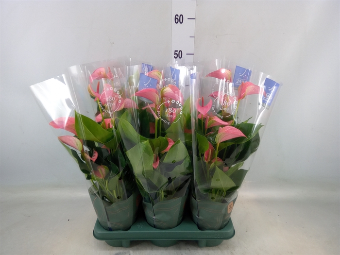 <h4>Anthurium andr. 'Joli'</h4>