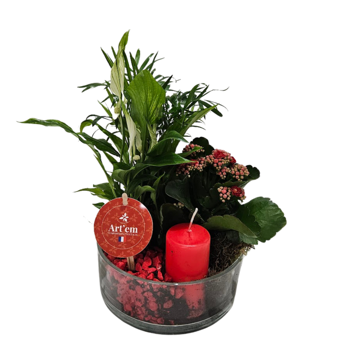 <h4>Arrangementen planten in schelp H%</h4>