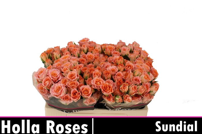 <h4>R Tr Sundial</h4>