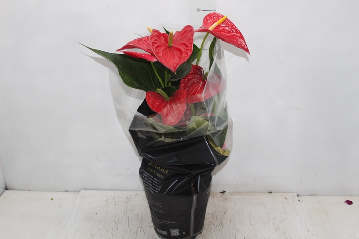 <h4>ANTHURIUM MICHIGAN P17 PREMIUM</h4>