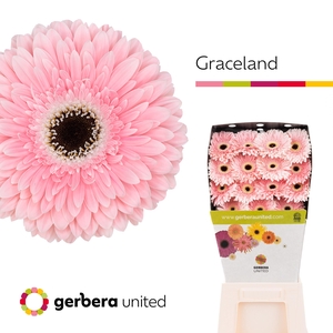 Gerbera Graceland Diamond