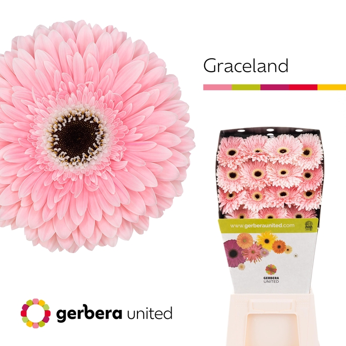 Gerbera Graceland Diamond