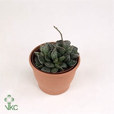 <h4>Adromischus Mix</h4>