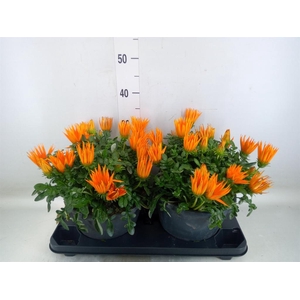 Gazania splen. 'Giant Deep Orange'