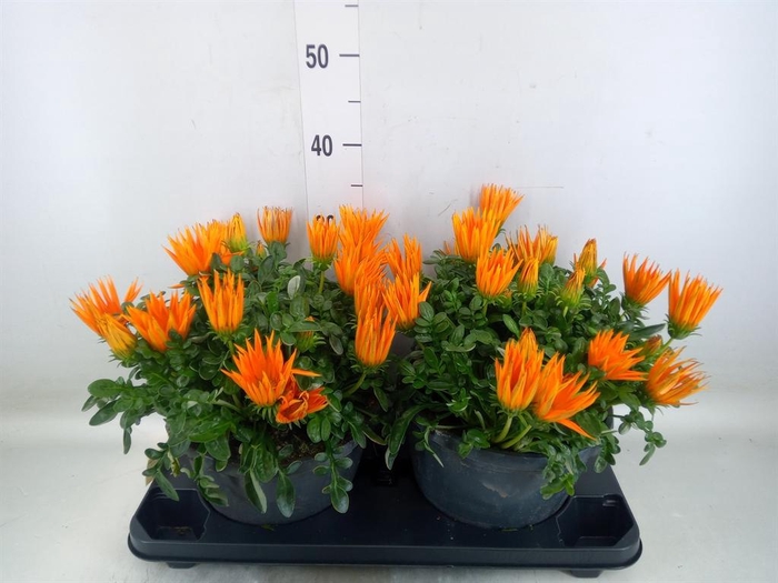 <h4>Gazania splen. 'Giant Deep Orange'</h4>