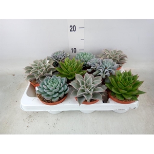 Echeveria ...mix