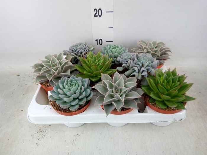 <h4>Echeveria   ...mix</h4>