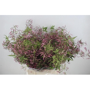 Jasmijn Ranken P Bunch