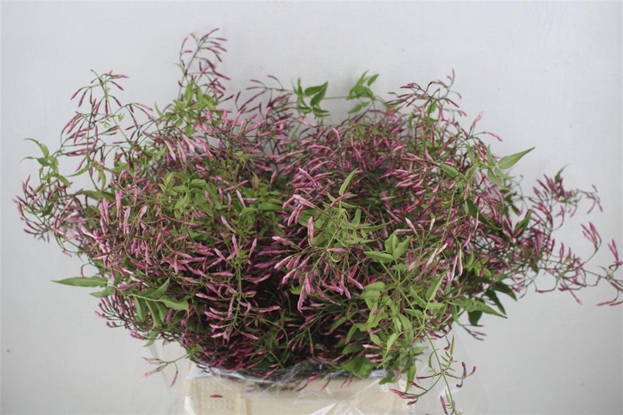 <h4>Jasmijn Ranken P Bunch</h4>