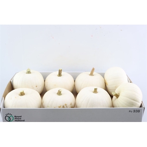 Sier Cuc P Snowball X8