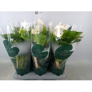 Anthurium andr. 'Samora'