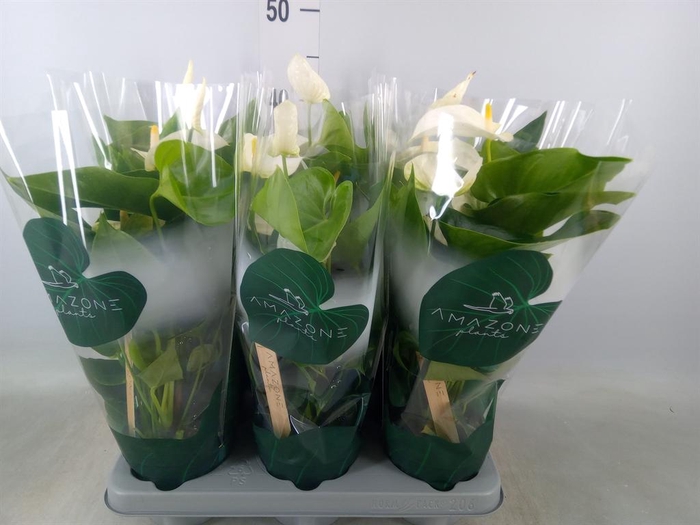 <h4>Anthurium andr. 'Samora'</h4>