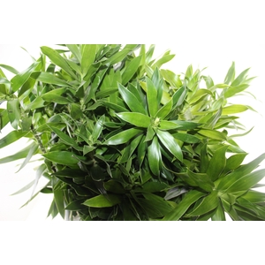 FOLHAGEM DRACENA PLEOMELE VERDE