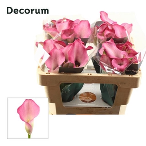 Zantedeschia zazu