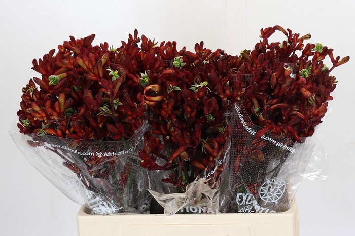 <h4>Anigozanthos Early Spring</h4>