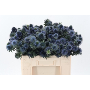 Eryn Scorpiu Questar 50cm