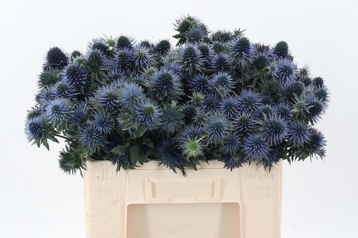 <h4>Eryn Scorpiu Questar 50cm</h4>