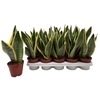 Sansevieria trif. Futura Superba