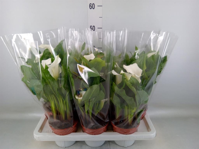 <h4>Zantedeschia ...</h4>
