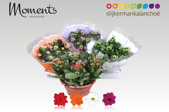 <h4>KAL GE GEM 4 KL</h4>