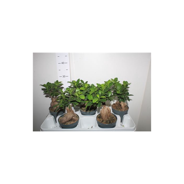 <h4>Fic Mi Ginseng</h4>