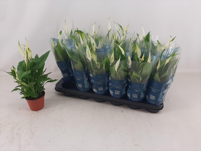 <h4>SPATH CHOPIN</h4>